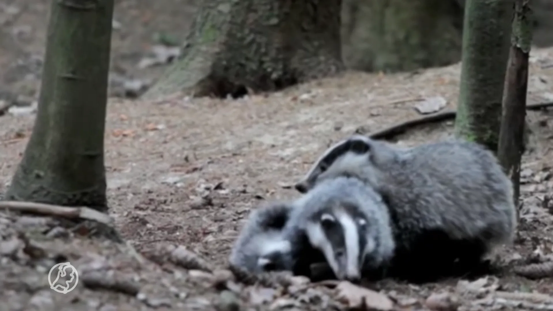 Maand geen treinen tussen Valkenburg en Heerlen door dassenburcht