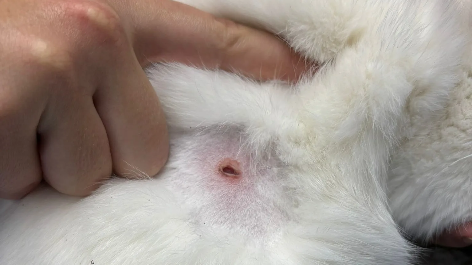 Nog een kat beschoten in Eindhoven, buurtbewoner start crowdfunding voor medische kosten