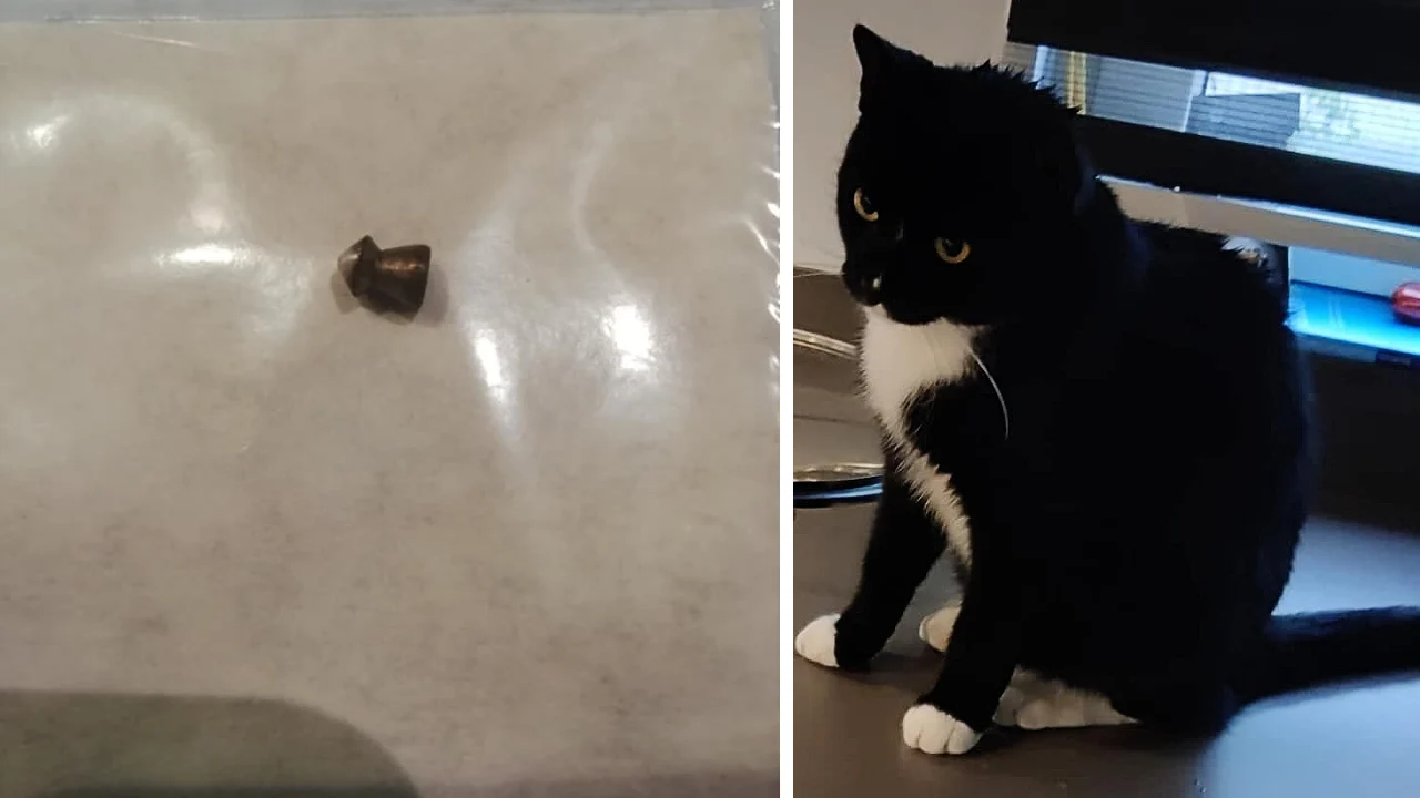 Kat Olaf beschoten met luchtbuks: 'Hij is vanbinnen helemaal kapot'