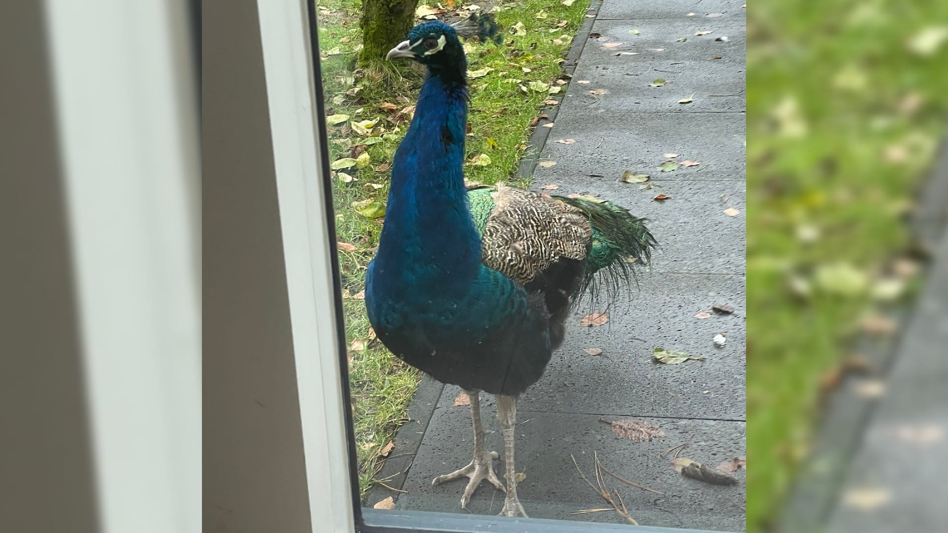 'Meneertje Pauw' scharrelt in Annettes tuin: 'Hoe moet ik hem vangen?!'