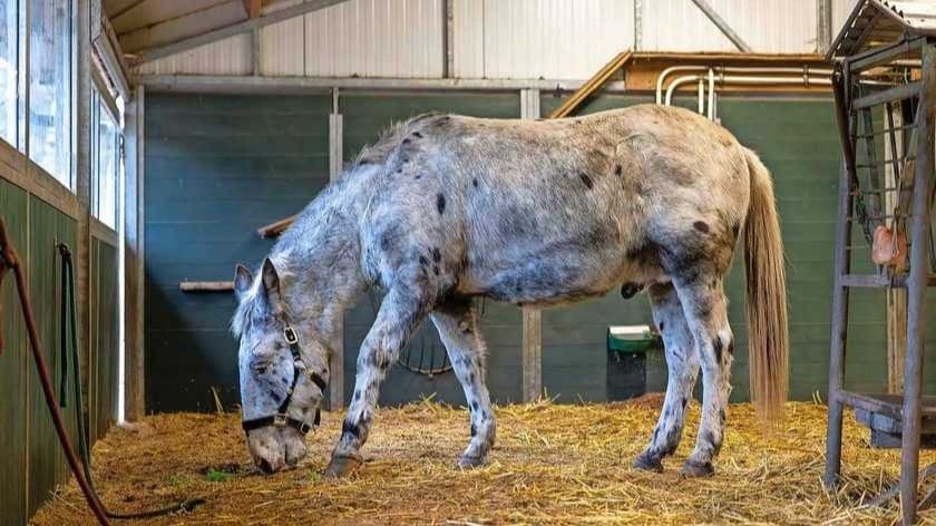Mysterie rond muildier Otto: dier loopt dagen verdwaald rond, eigenaar spoorloos