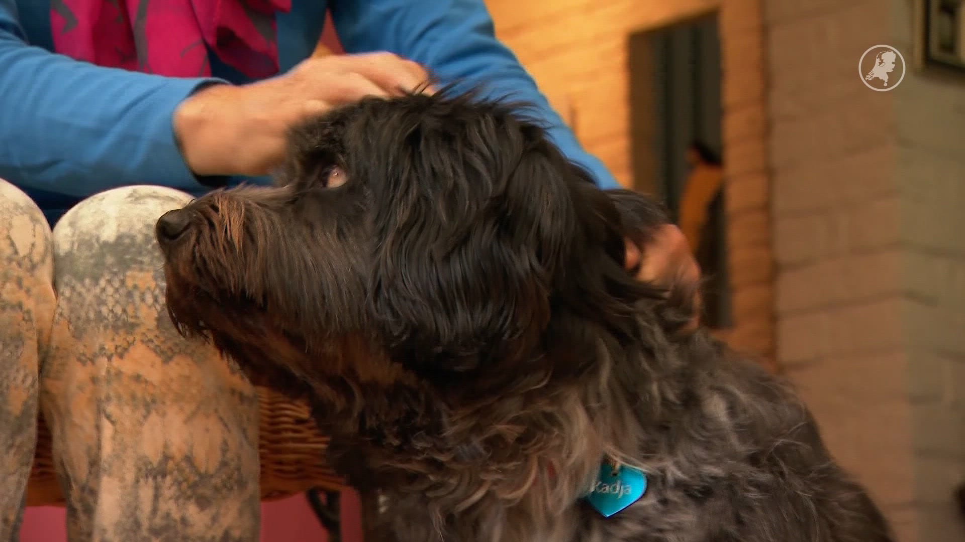 Hondenuitlaatservices Soesterduinen vrezen financiële strop