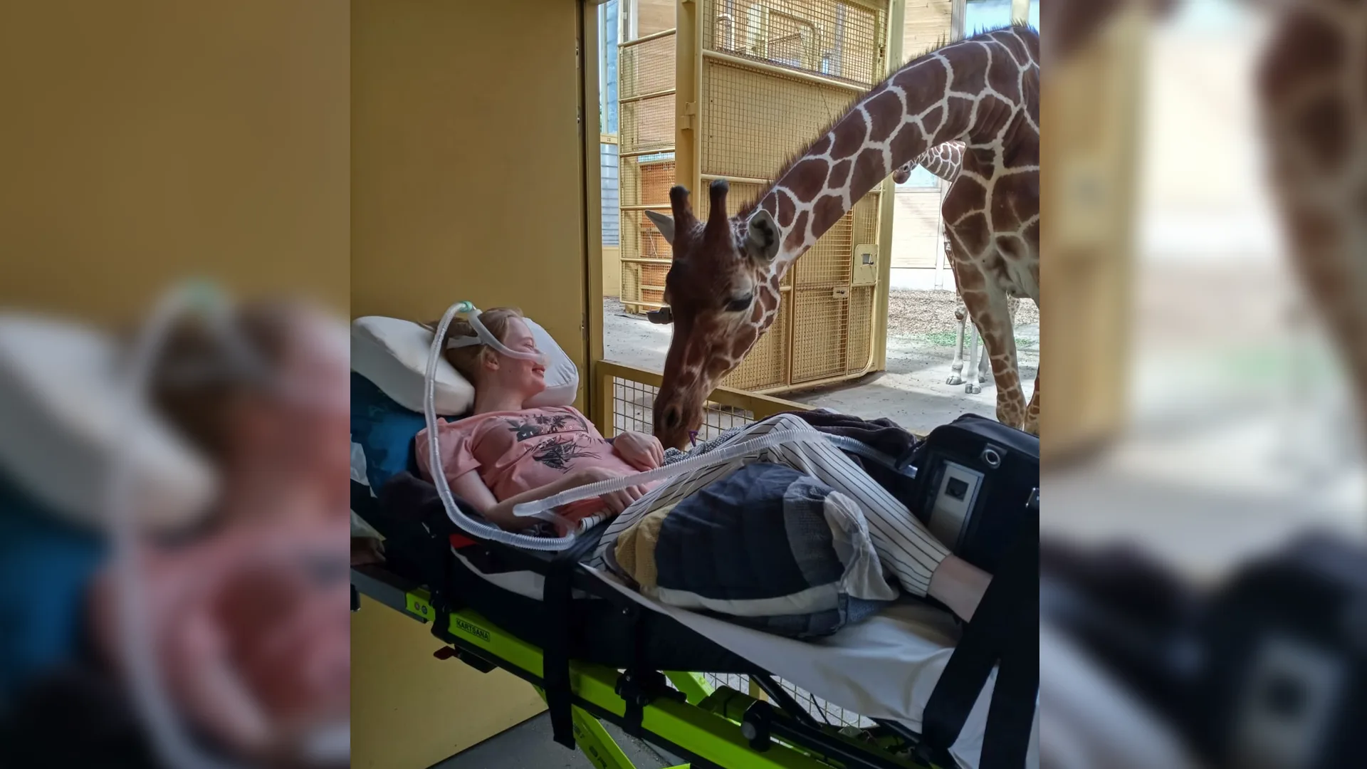 Giraffe in Diergaarde Blijdorp vervult laatste wens van terminale patiënte