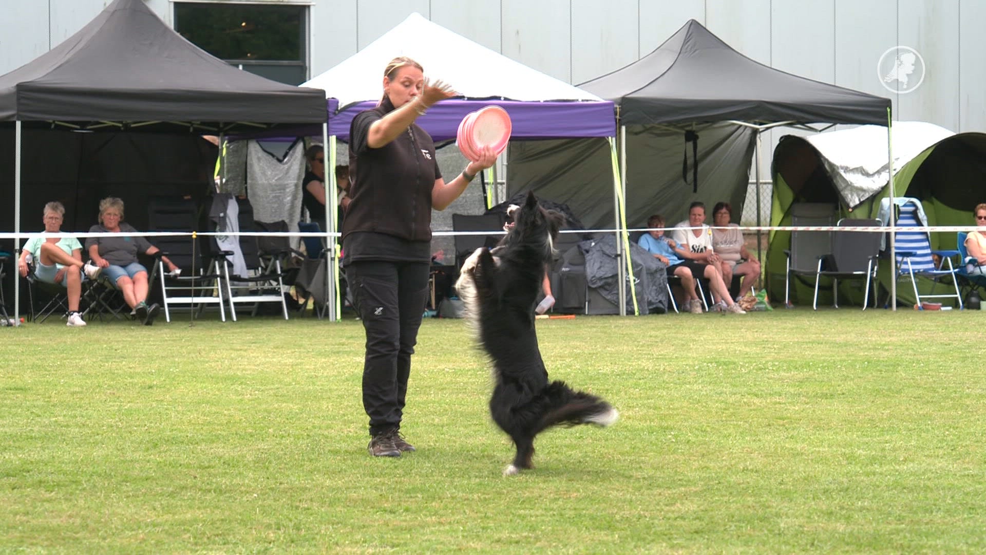 Brummen decor voor spectaculaire dogfrisbee-wedstrijd