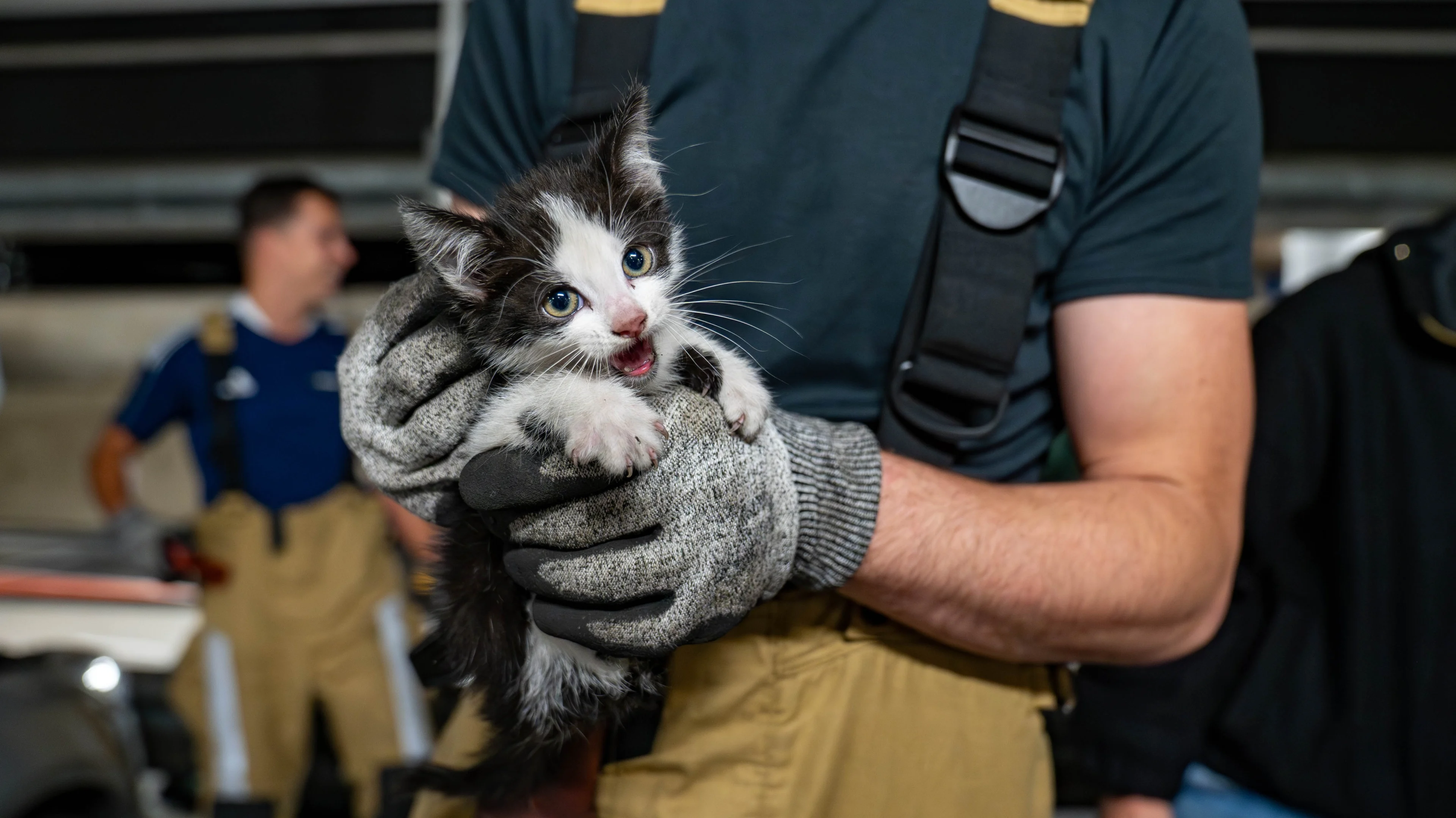 Eigenwijze kitten houdt brandweer Deventer urenlang bezig