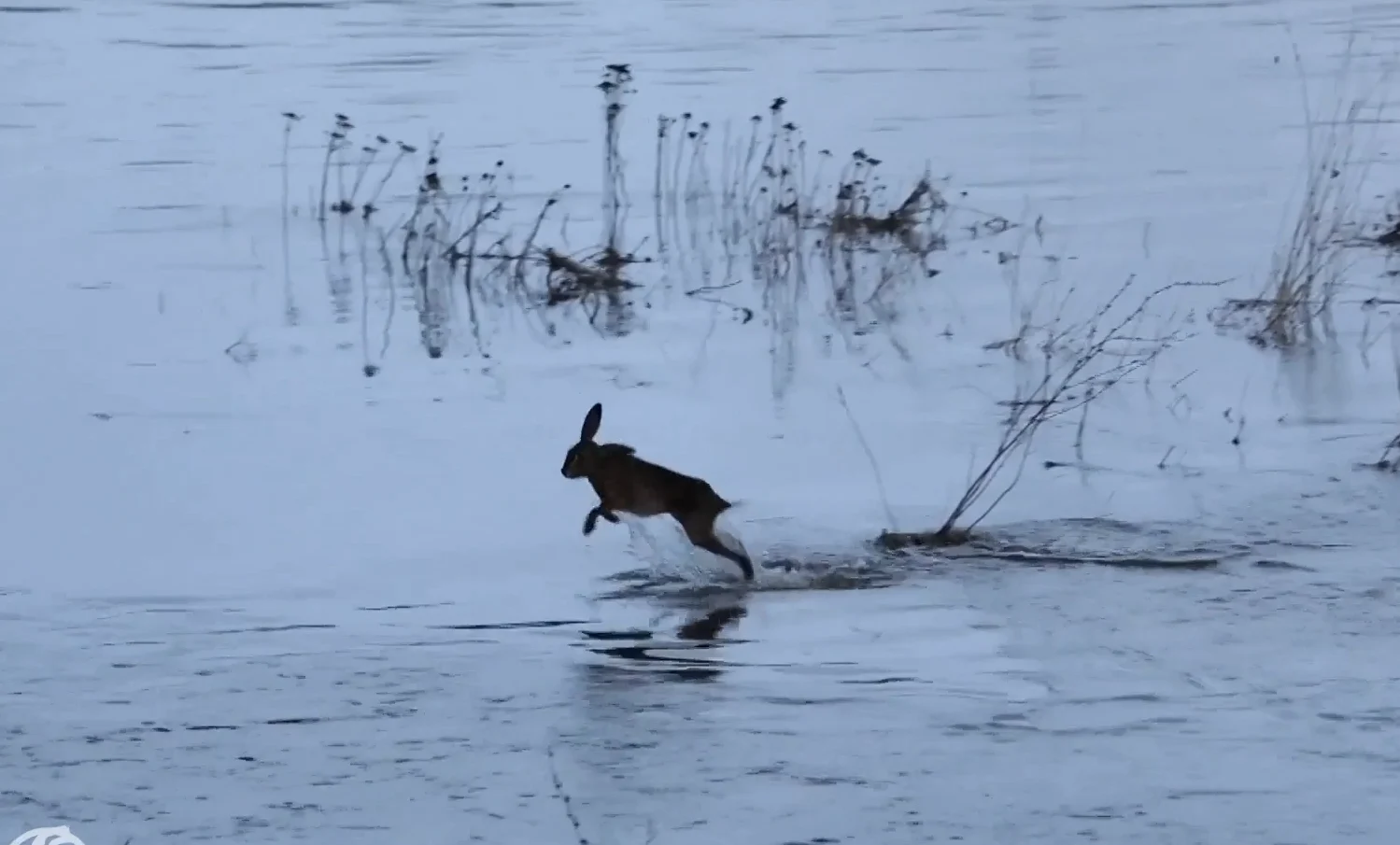 Brandweer redt hazen en egels van verdrinkingsdood in Deventer