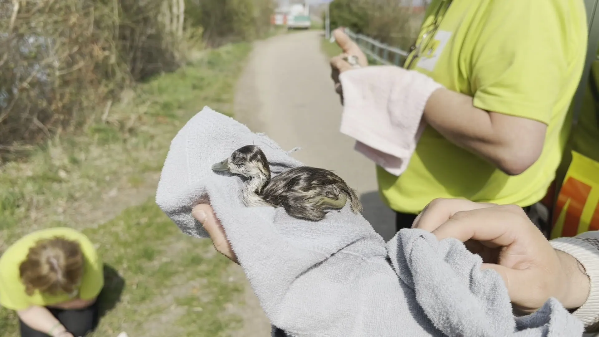 ZIEN: Babygansjes krijgen mond-op-snavelbeademing nadat ze bijna verdronken