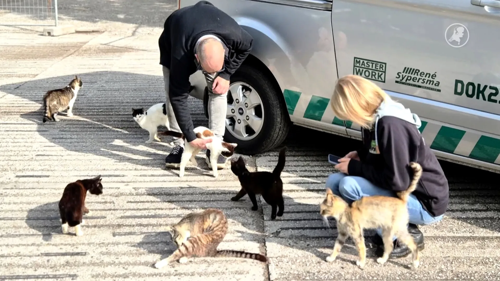 Grote reddingsactie: tientallen achtergelaten katten gered van camping in Limburg