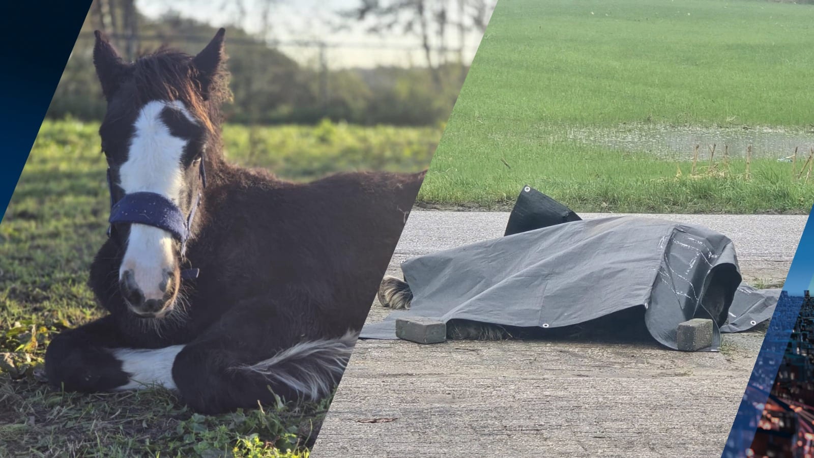 Veulentje Rico overleden na schrik door vuurwerk: 'Was een echte vechter' 