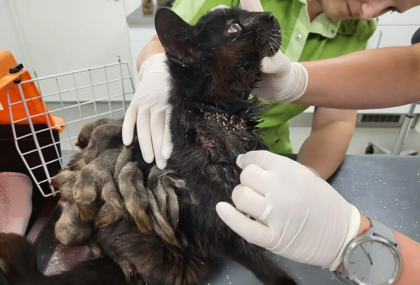 Verwaarloosde kat in Werkendam 'levend aangevreten door maden'