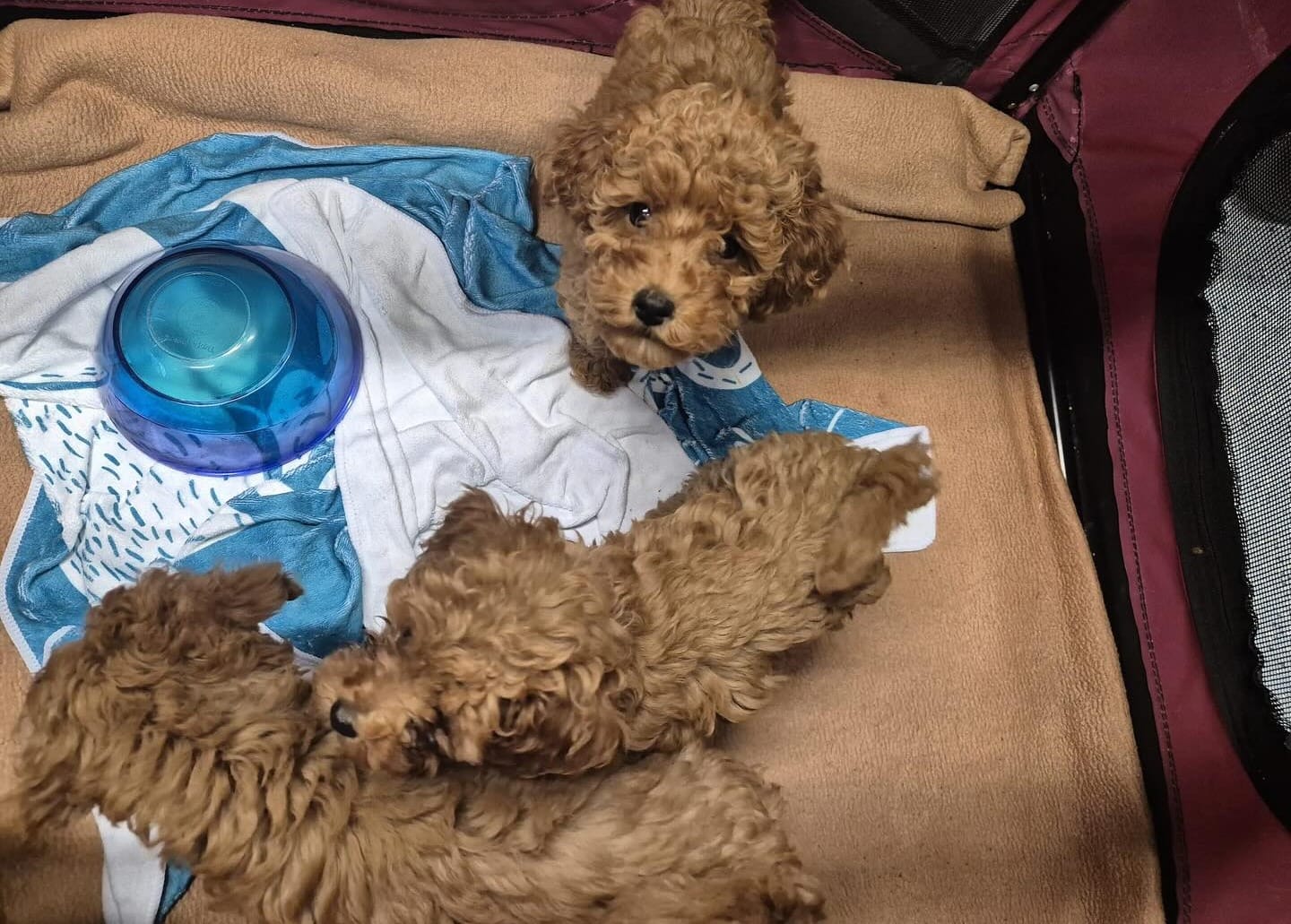 Vier ondervoede puppy's uit Bulgaars voertuig geplukt bij politiecontrole