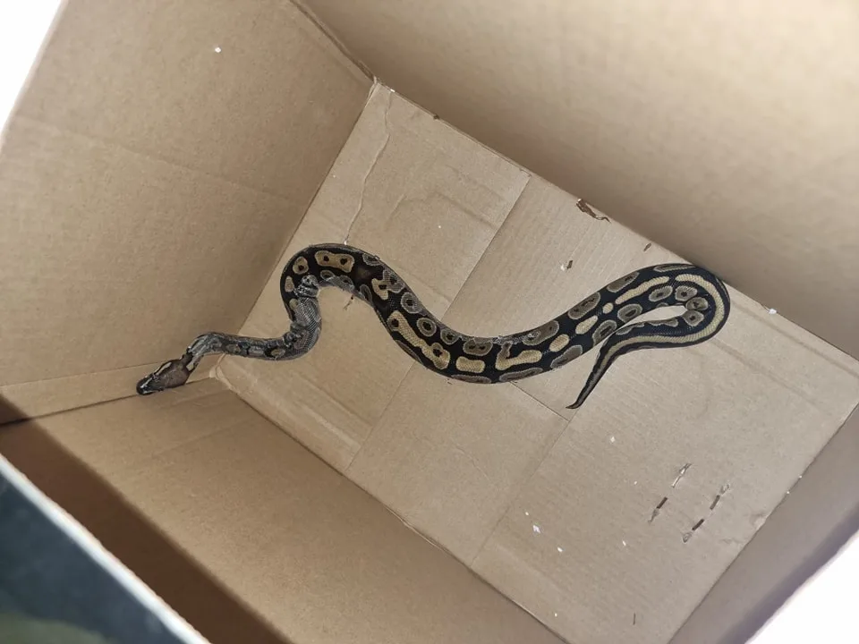 Bijzondere vondst tijdens opruimen: meterlange python ontdekt in woning Vlissingen