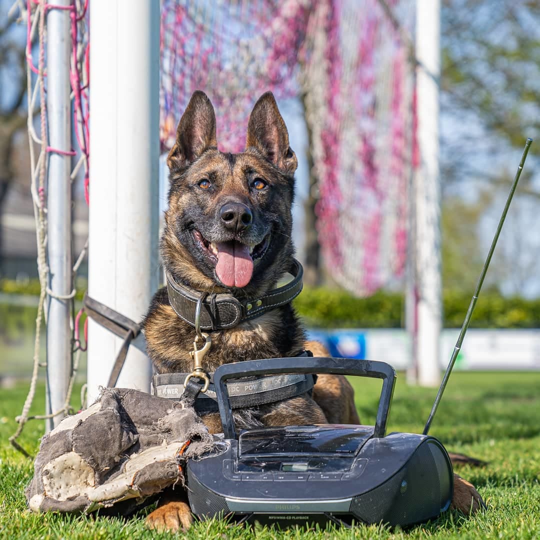 Goed nieuws: politiehond Bumper blijft tóch actief op social media