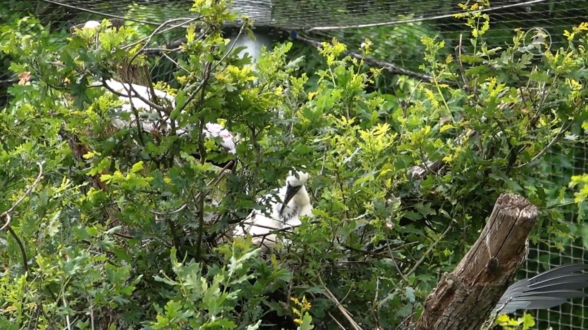 Bijzonder nieuws uit Amersfoort: Afrikaanse nimmerzatkuiken geboren