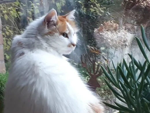 Maud weet het zeker: haar dierbare kat Salime is meegenomen door kattenlokkers