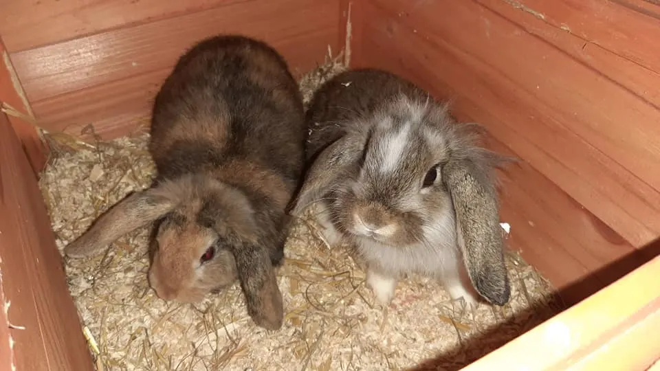 Konijntjes in dichte kist gedumpt bij afval