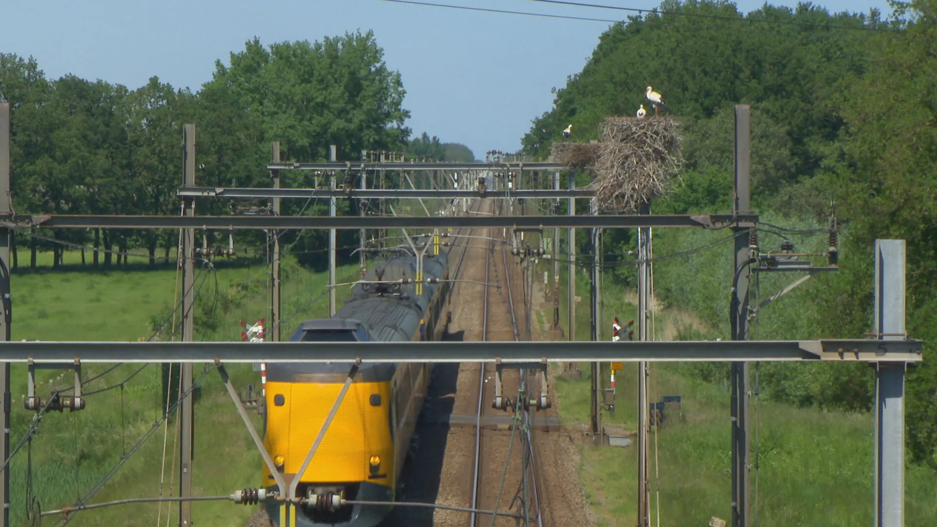 Ooievaarsnesten op bovenleiding zijn groot probleem: 'Kans op elektrocutie heel groot'