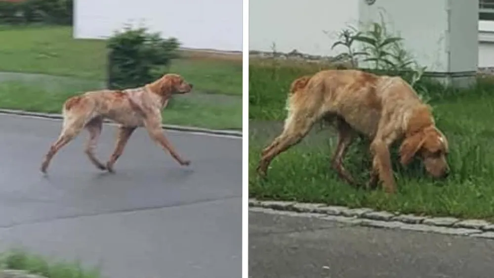 Hond Sam na wandeltocht van duizenden kilometers 'immer gerade aus' eindelijk gevangen