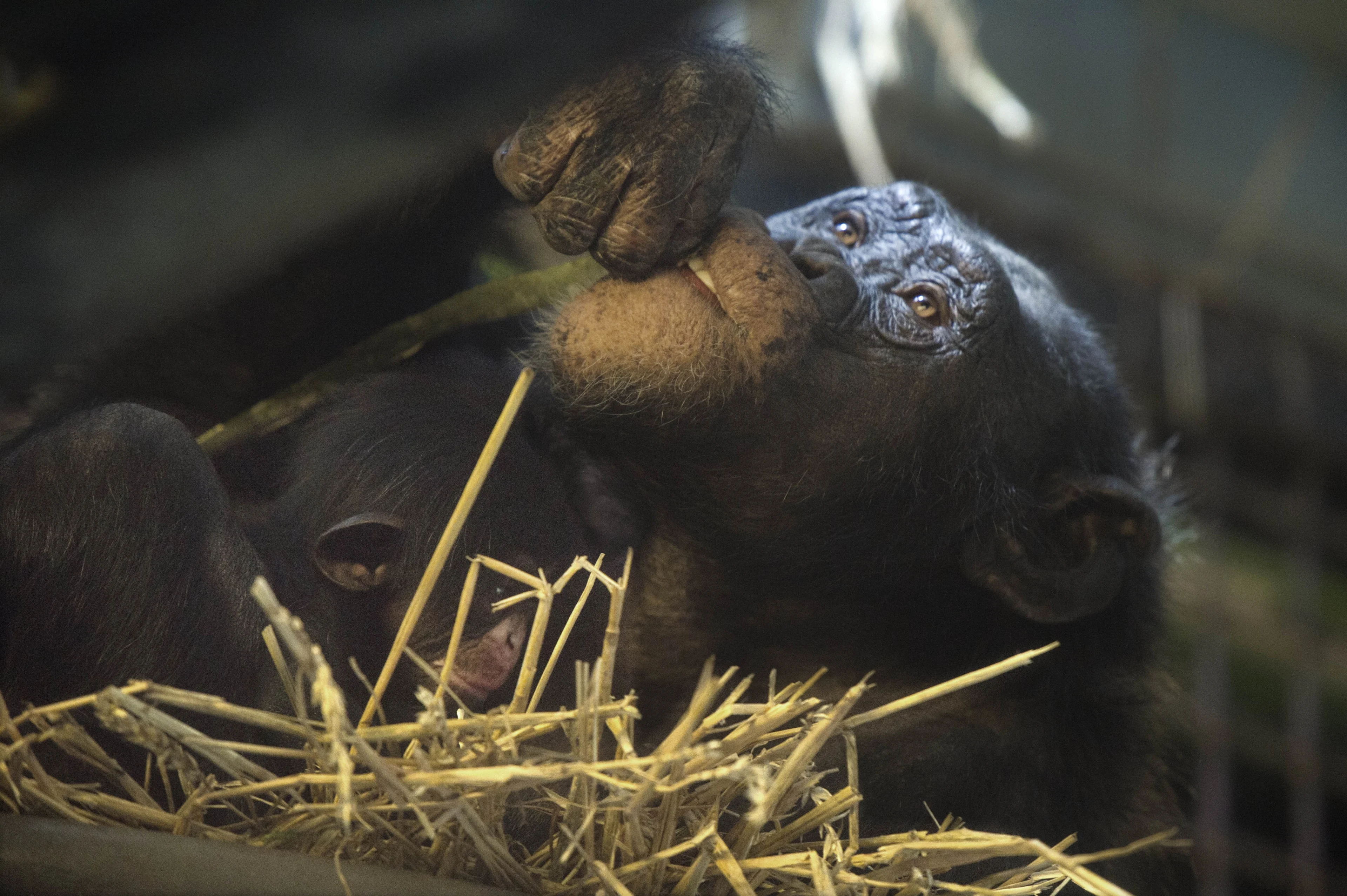 Chimpansees moeten mogelijk weg uit dierentuin Artis