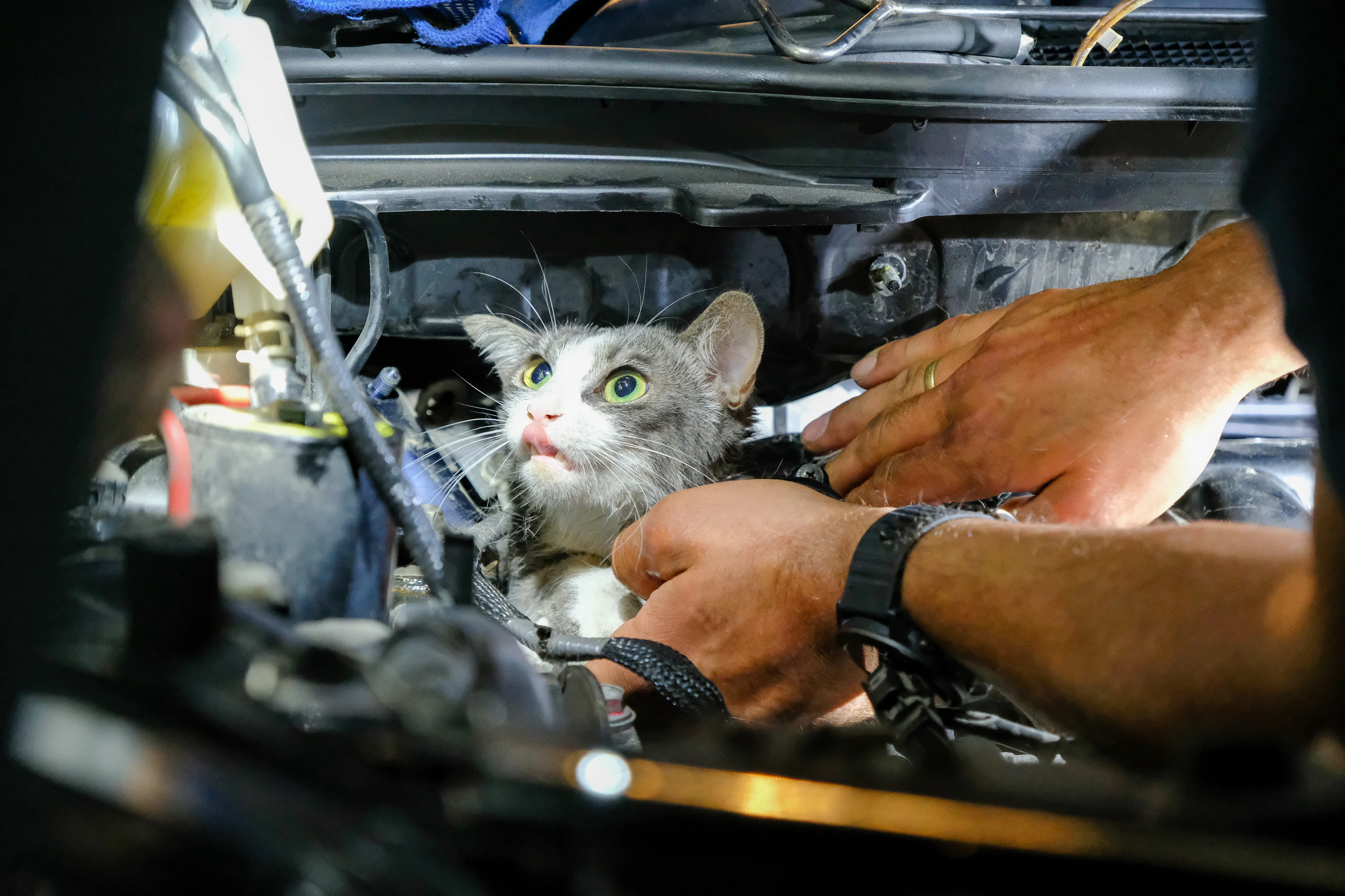 Dit is de tip tegen het winterse gevaar van katten onder de motorkap  
