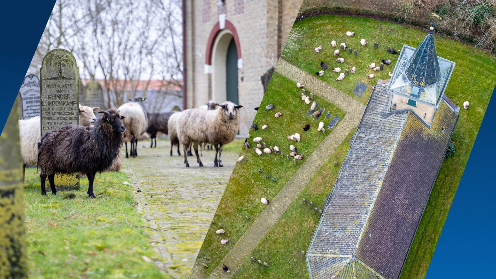 Schapen maken dorpswandeling naar begraafplaats: 'Gevlucht voor een wolf'