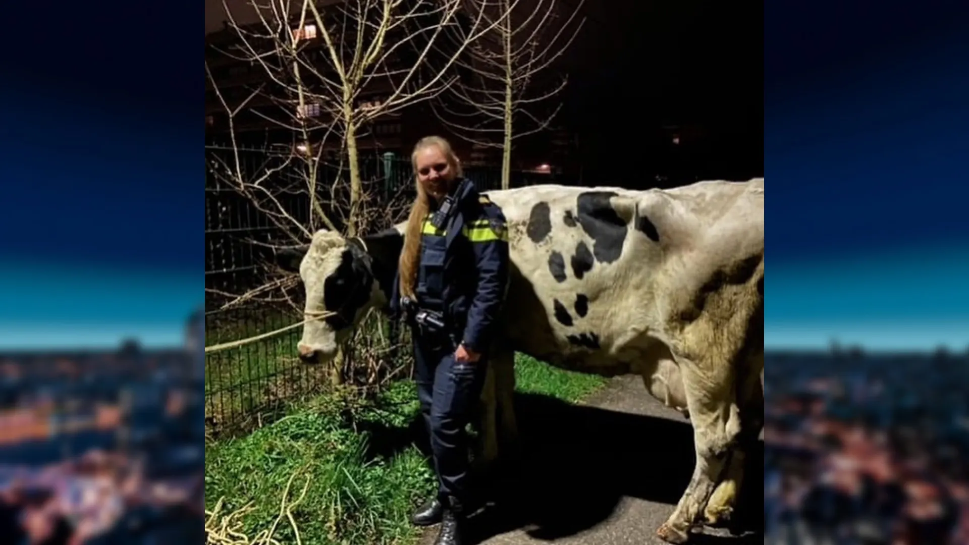 Koe die midden in de nacht Utrechtse woonwijk bezoekt gevangen met lasso