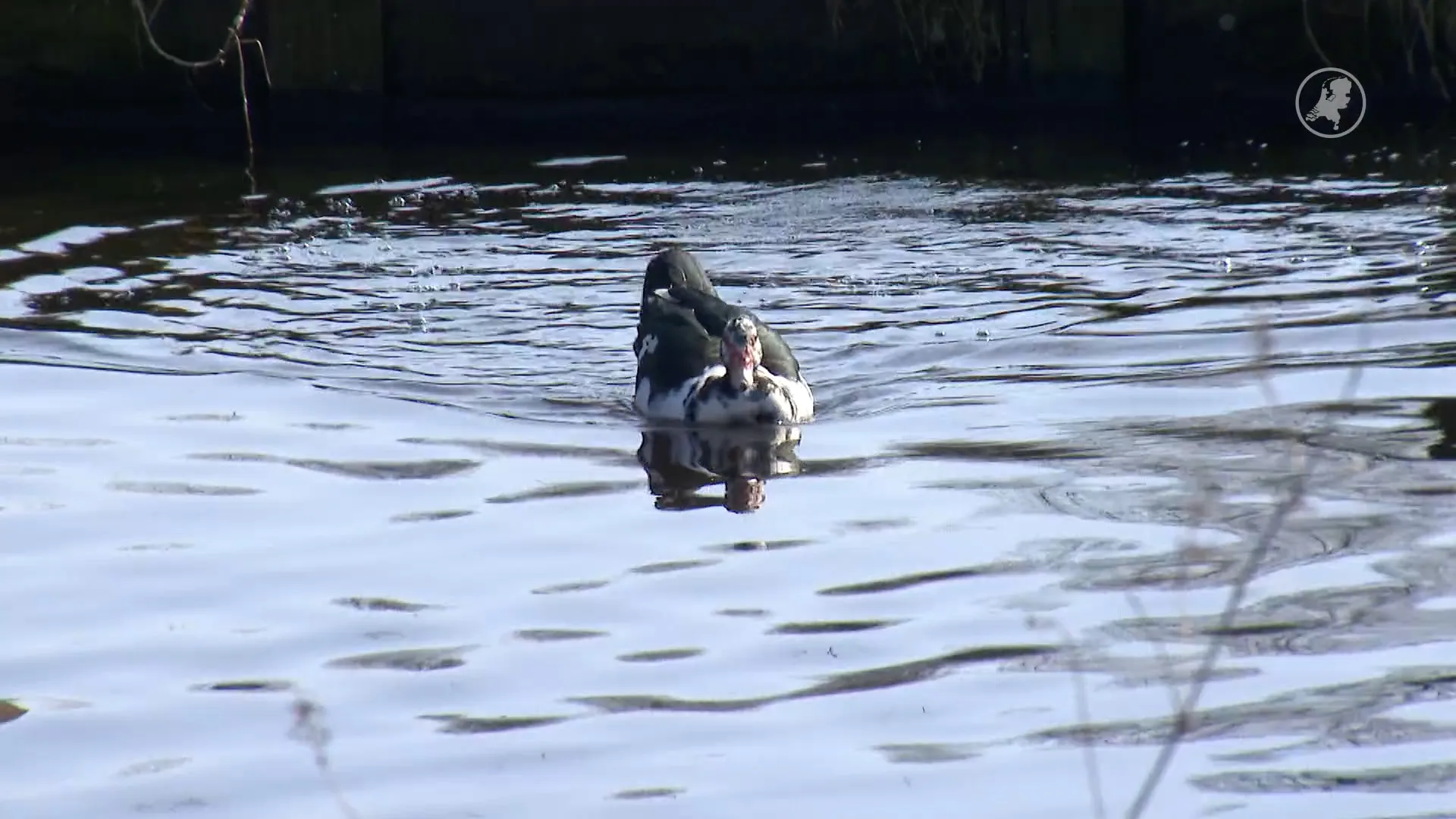 Strijd om muskuseenden in Oostzaan: ruimen of opvang?