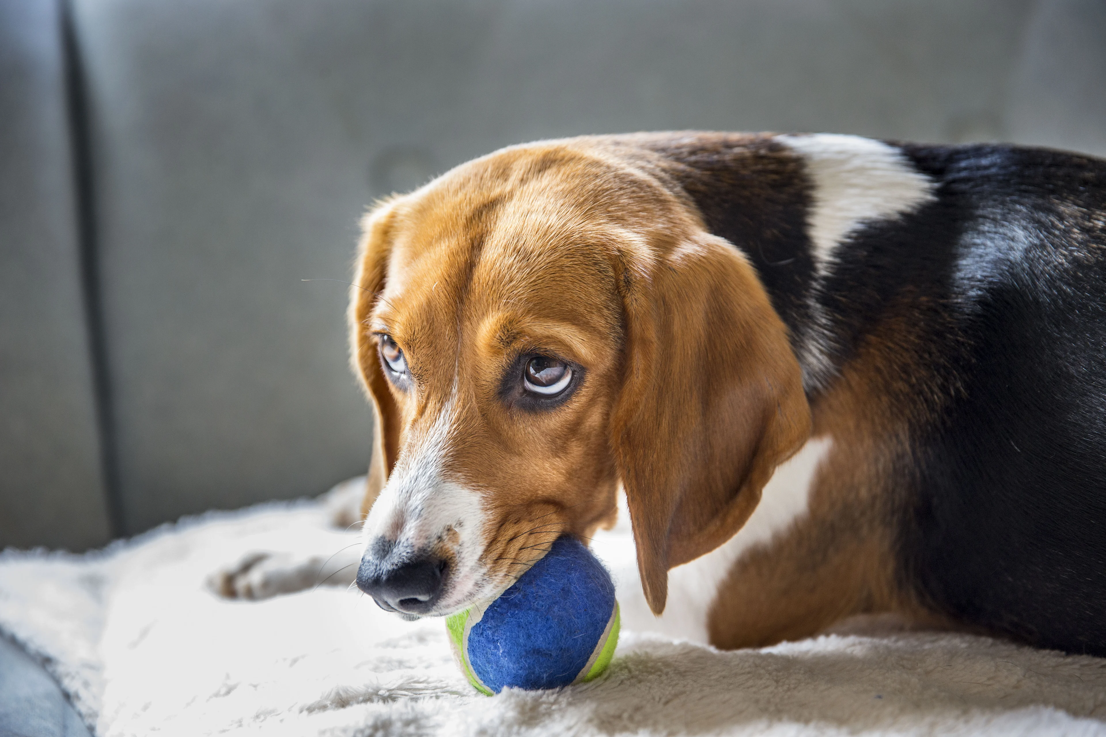 Stap dichter bij kankervaccin? Onderzoek bij honden stemt wetenschappers hoopvol