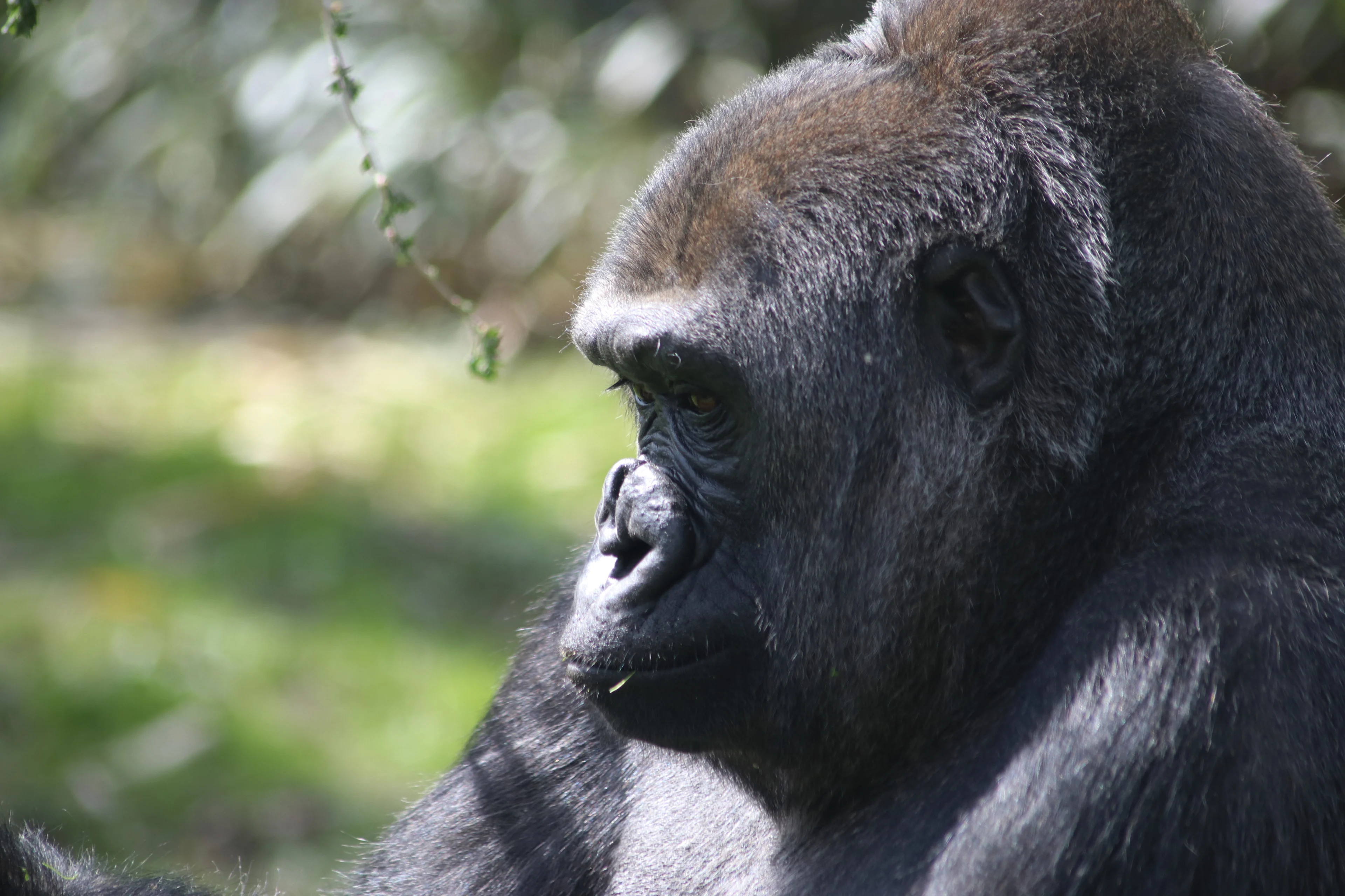 Nederlandse gorilla verscheurt aapje voor ogen van bezoekers