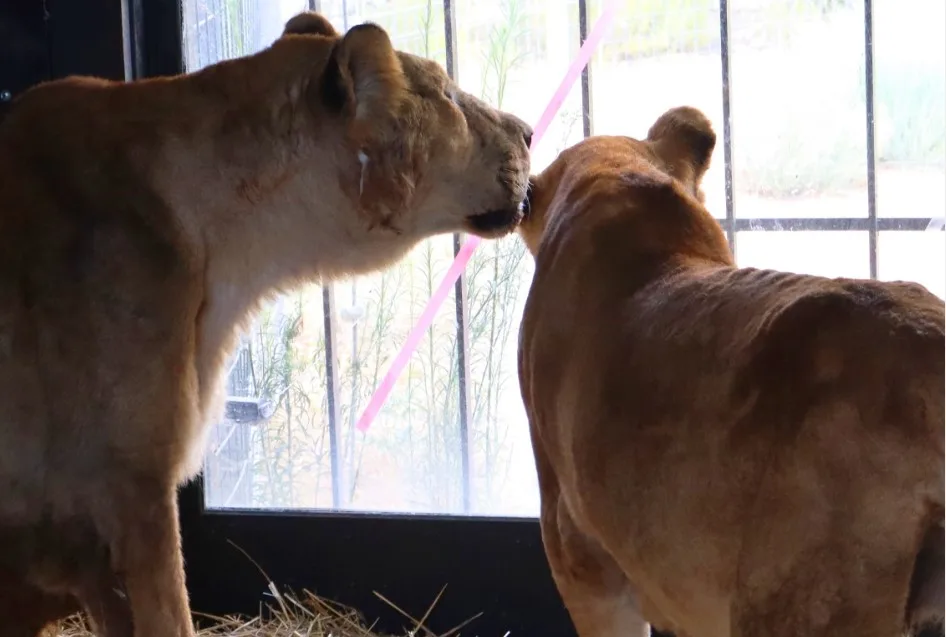 Stichting AAP redt verwaarloosde circusleeuwen uit Frankrijk