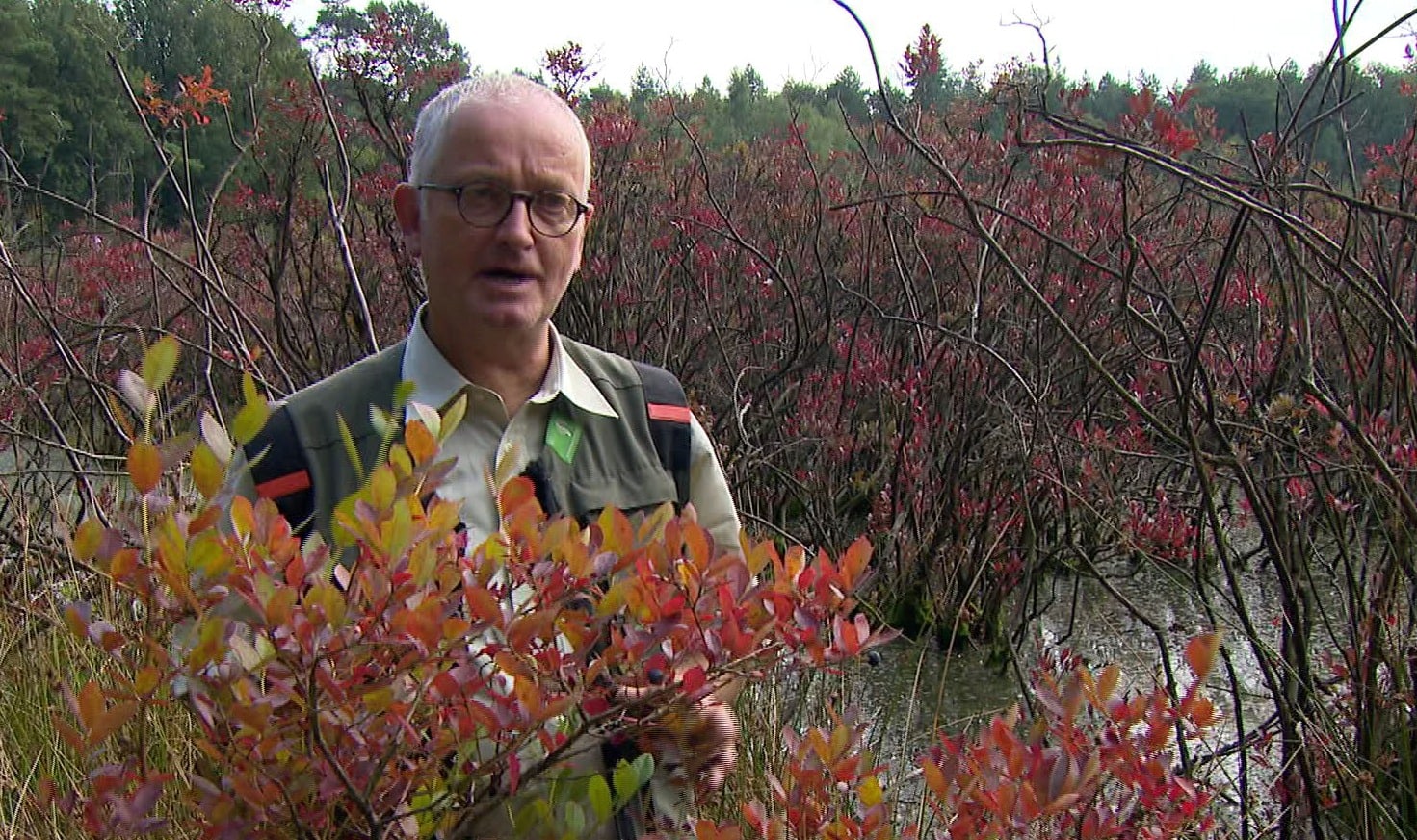 Amerikaanse bosbes bedreigt Drentse natuur en wordt met wortel en tak uitgeroeid: 'Dit is een hele klus'