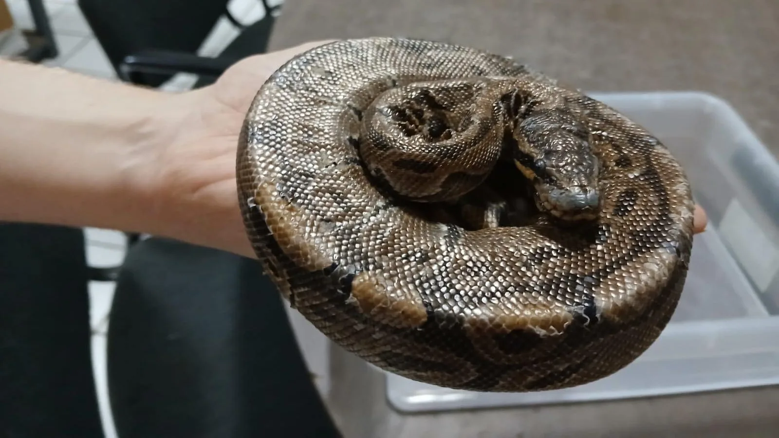 Voorbijganger vindt zieke koningspython in bushokje IJsselstein