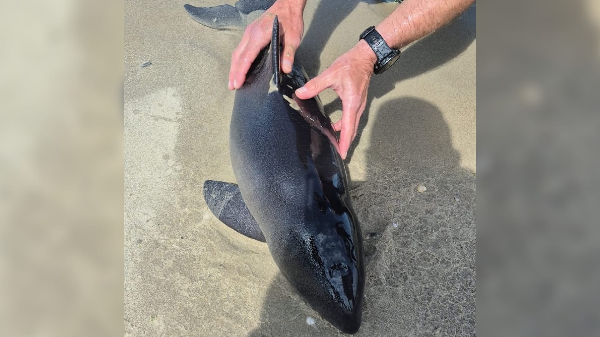 Aangespoeld bruinviskalfje moet worden ingeslapen op Texel: 'Opvang is onmogelijk'