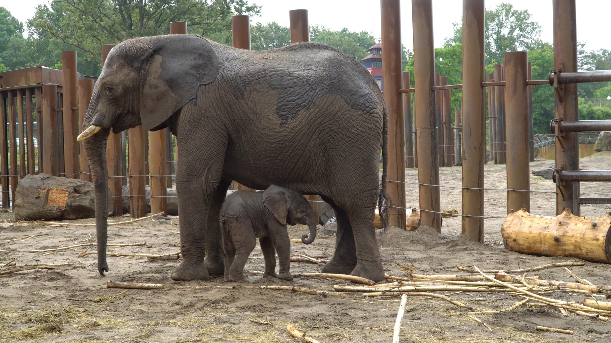 Ouwehands Dierenpark verwelkomt iets te vroeg geboren olifantje