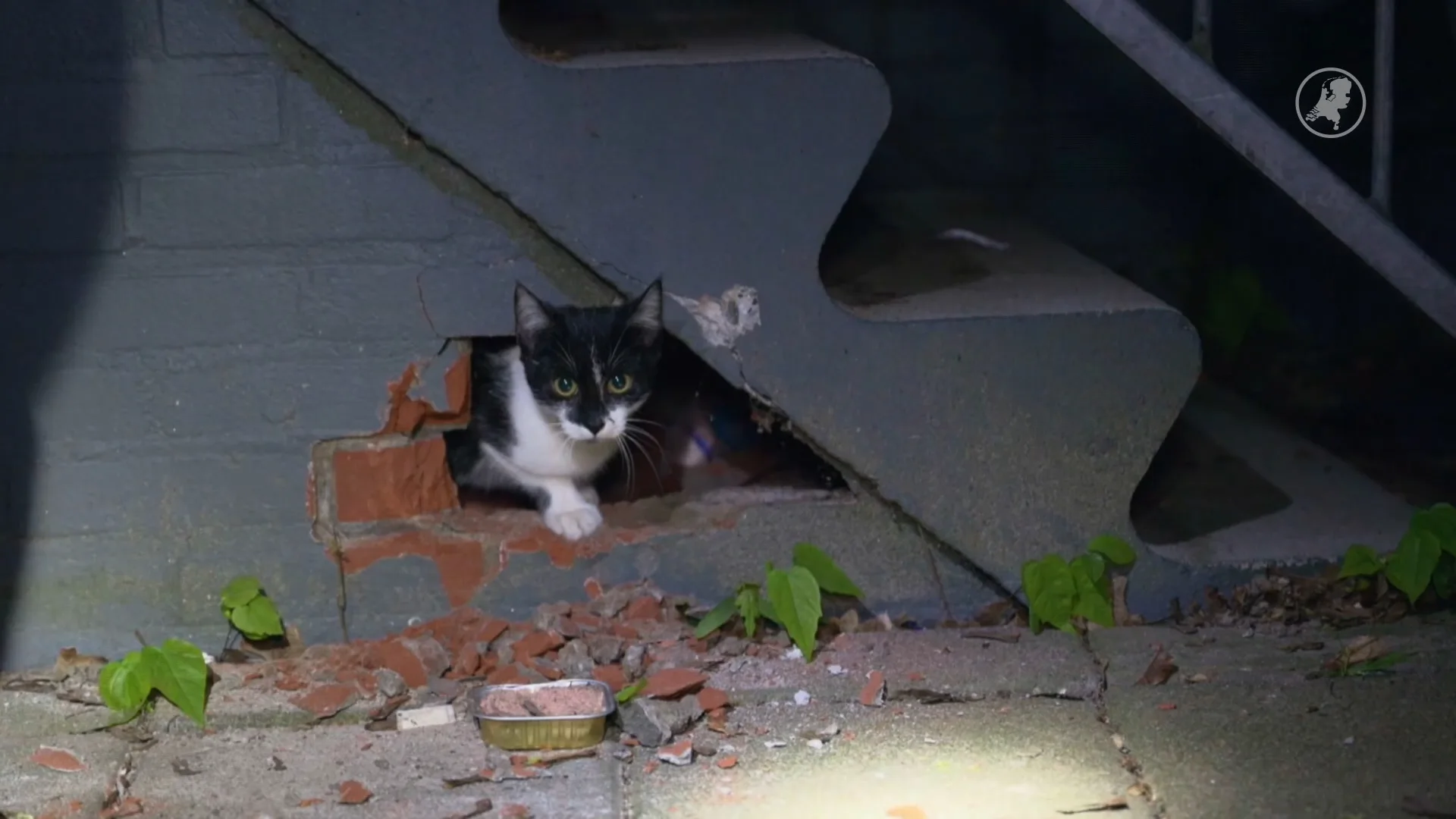 Brandweer haalt kat Oreo uit de muur in Tilburg