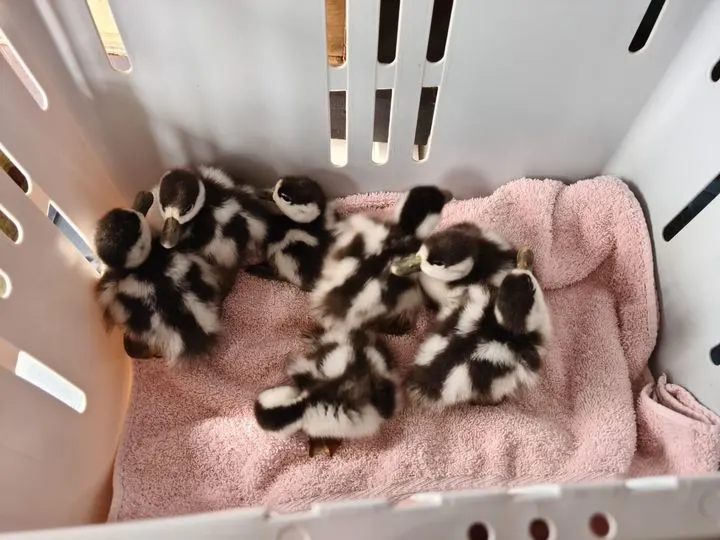 Politie Zaanstreek redt zeven piepjonge eendjes van de snelweg