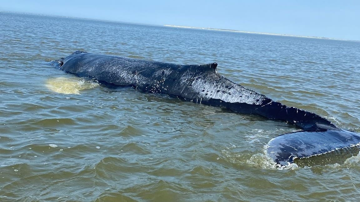 Bultrug die strandde bij Terschelling weer uit 'gevarenzone'