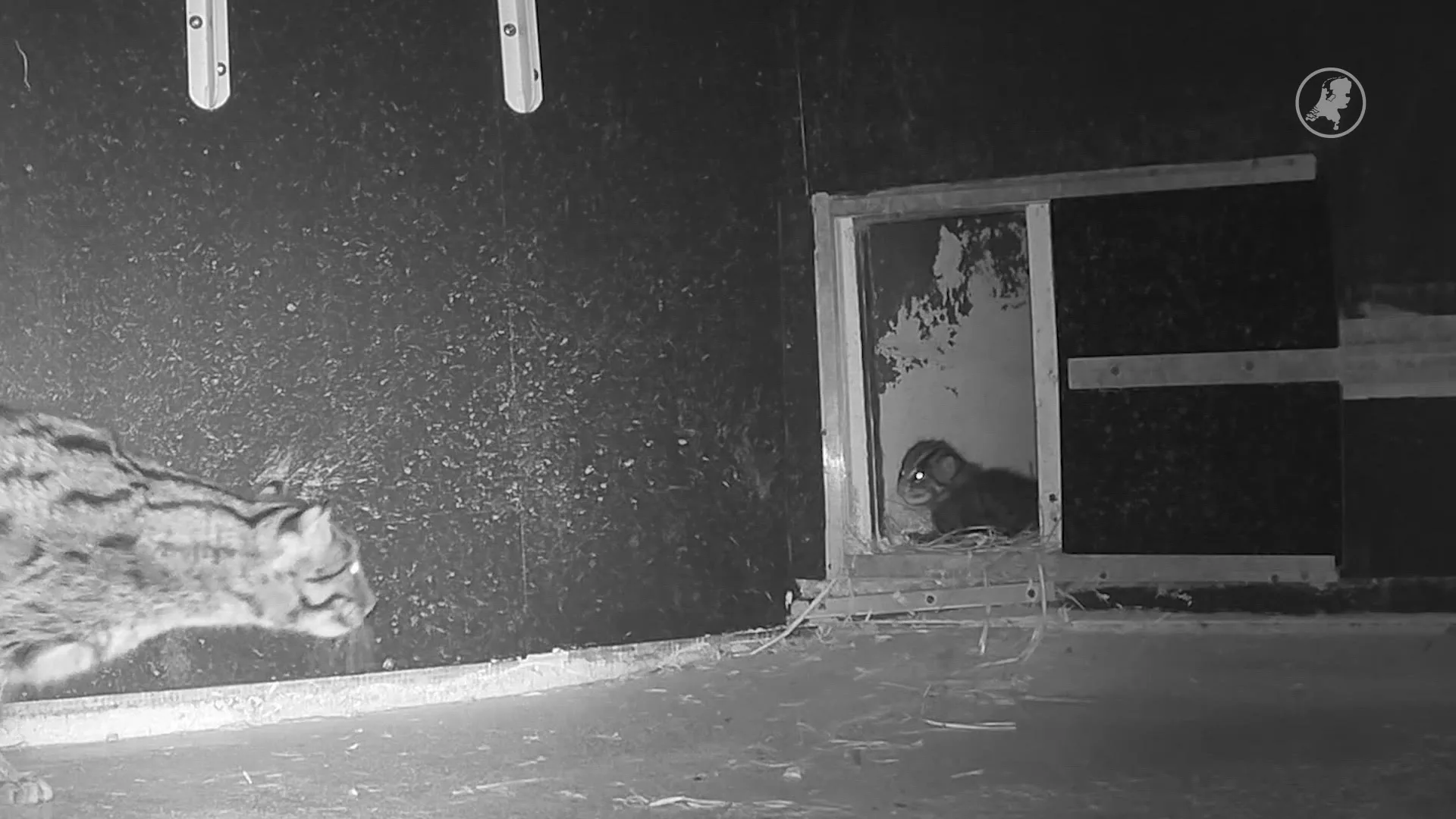 ZIEN: vissende kat geboren in Diergaarde Blijdorp