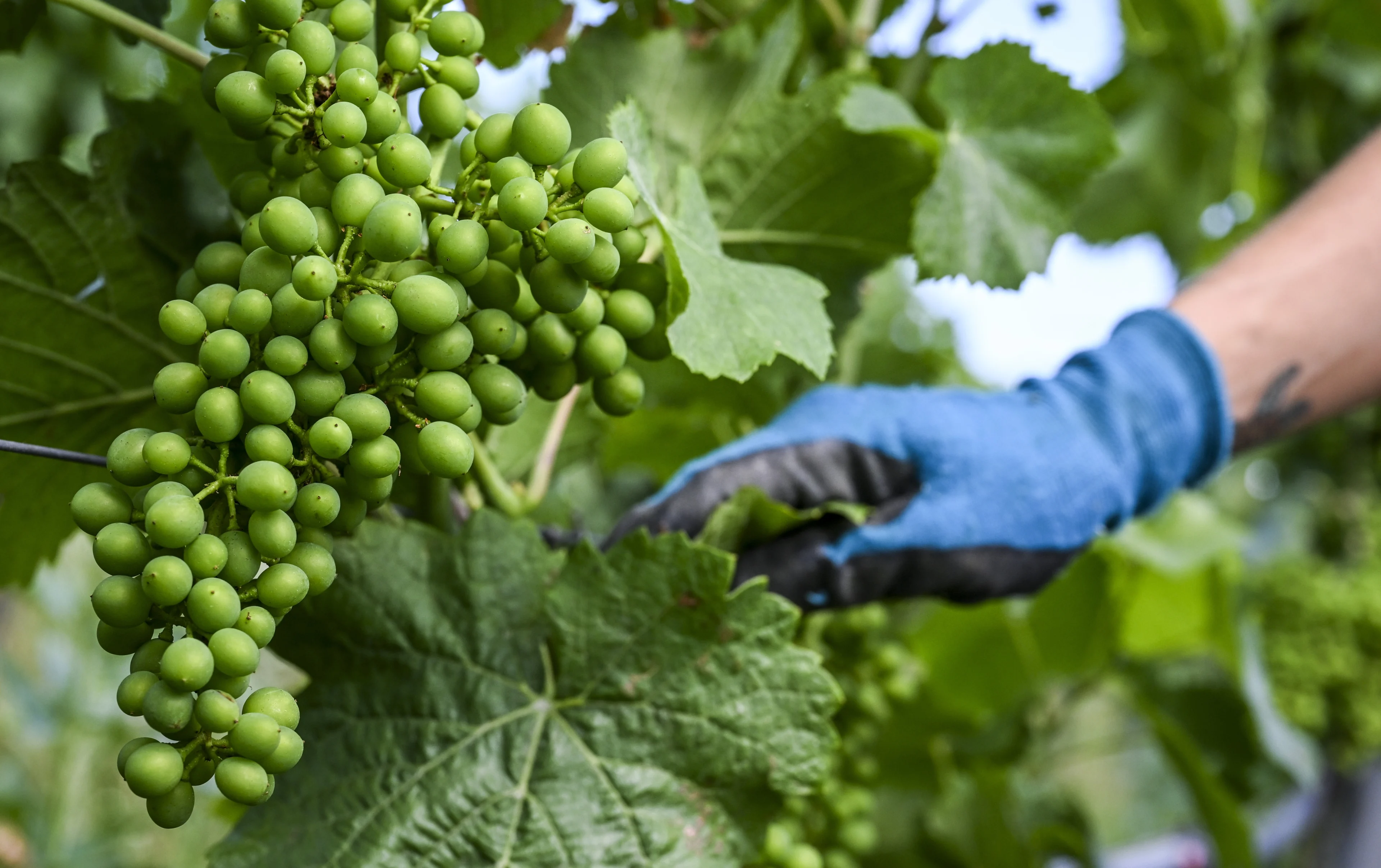 Weer recordjaar voor wijnboeren: 1,7 miljoen flessen Nederlandse wijn