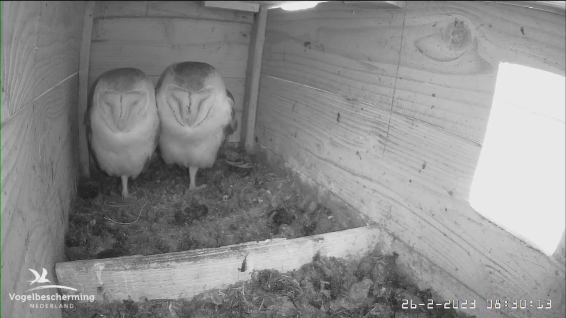 Live uiltjes, ooievaars en valken kijken via webcams is weer mogelijk