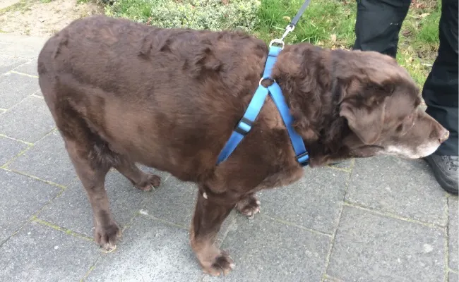 Dierenbescherming haalt zwaarlijvige labrador weg bij gemakzuchtig baasje