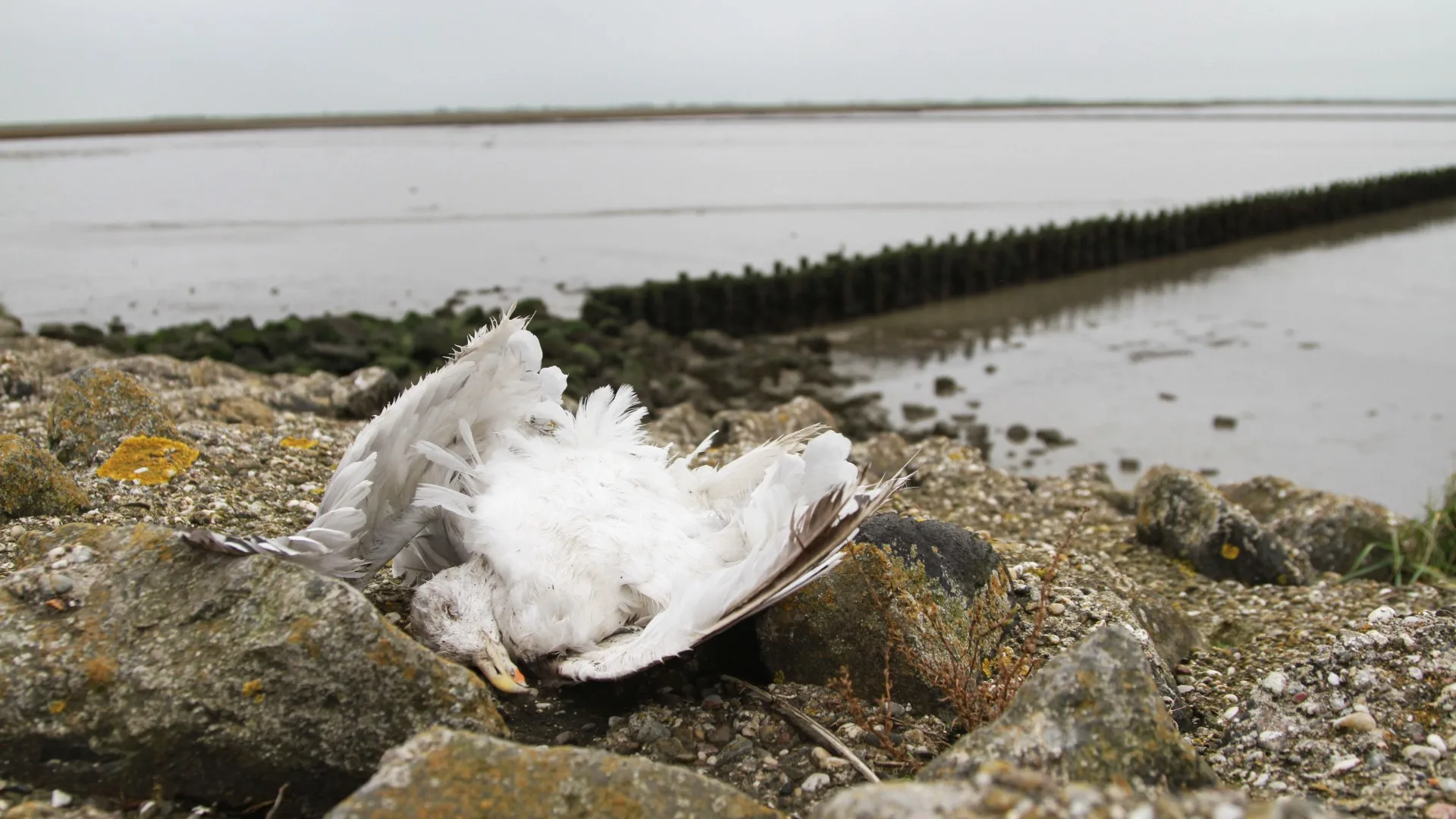 Vogelgriep vastgesteld bij hobbyhouder in Zeeland: 87 vogels gedood