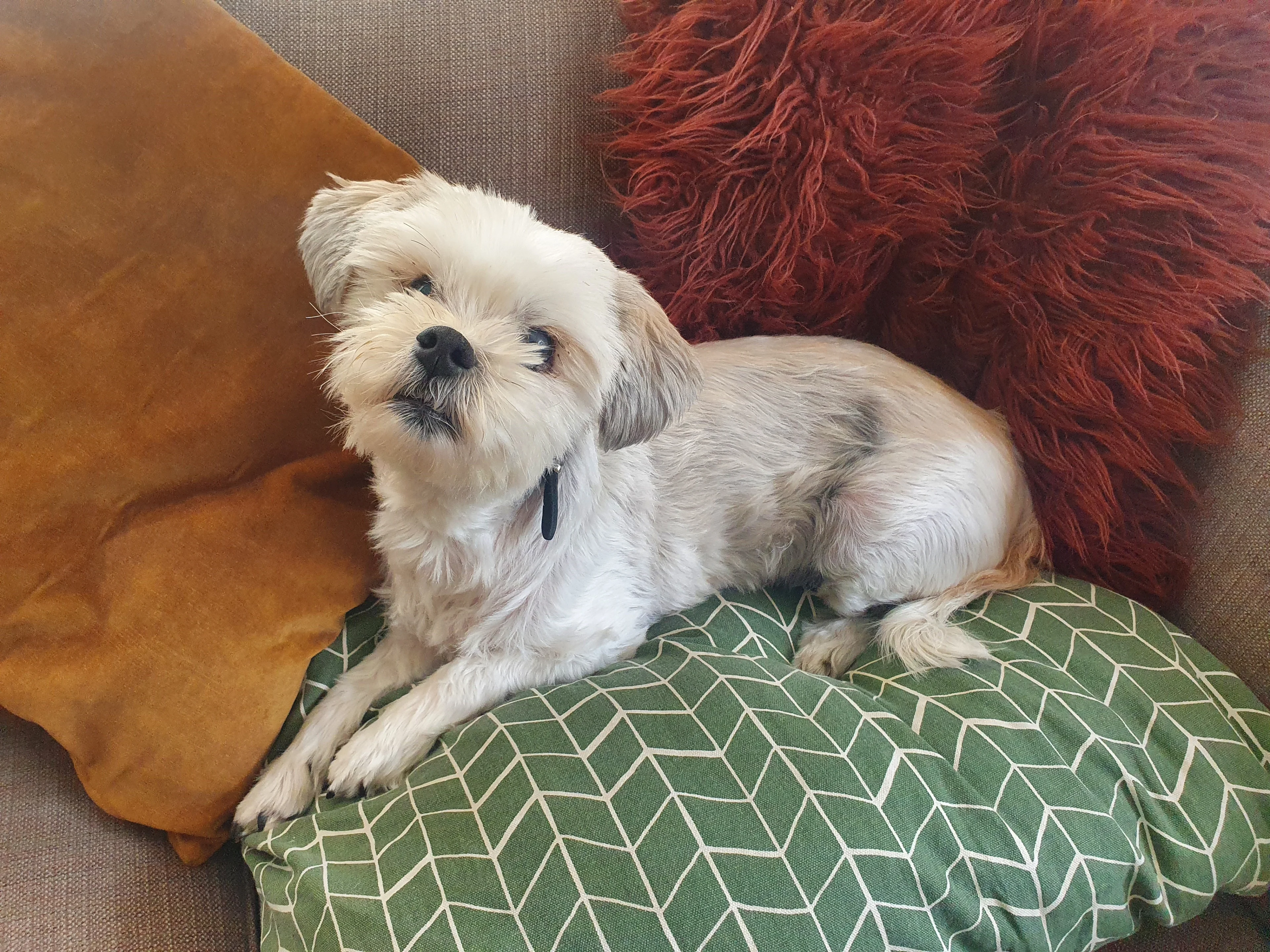 Wielrenner rijdt dwars over blind hondje Sem (12) heen en fietst gewoon verder