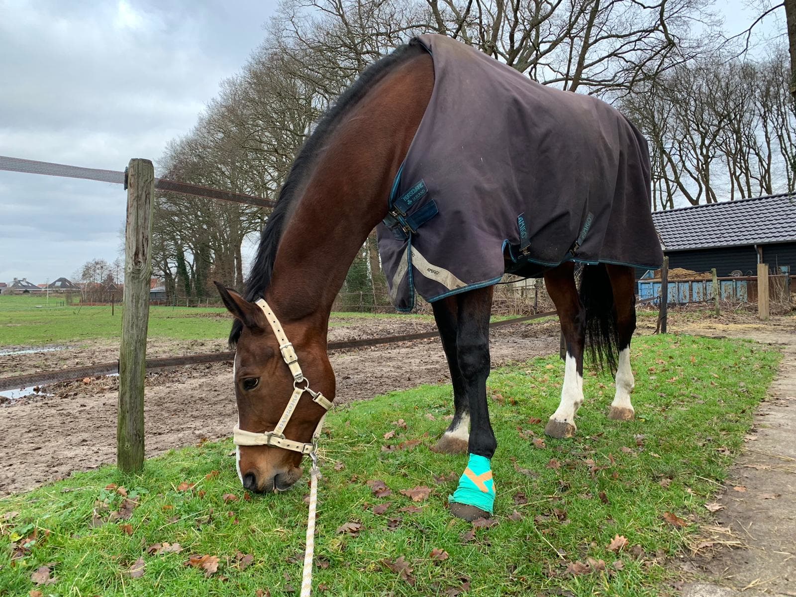 Merrie gewond na afsteken vuurwerk: 'Ze heeft een vieze wond en is bang voor iedere knal'