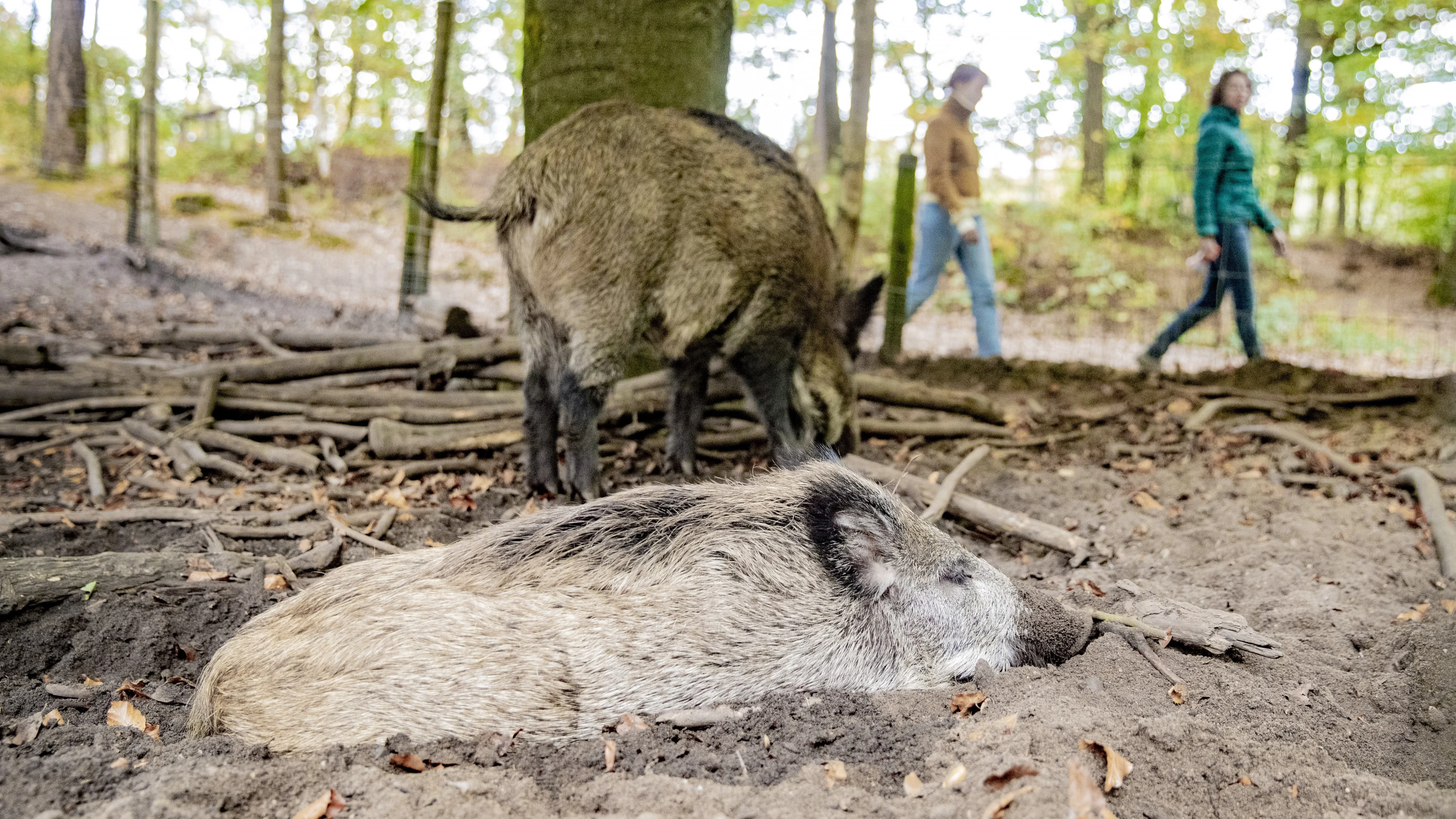 Drie keer zoveel zwijnen als gewenst op Veluwe: 'Te weinig gejaagd door corona'