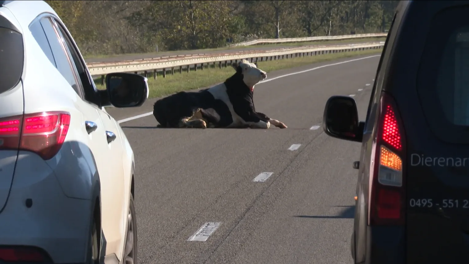 Loslopende koe verwondt vrouw en wordt doodgeschoten op provinciale weg