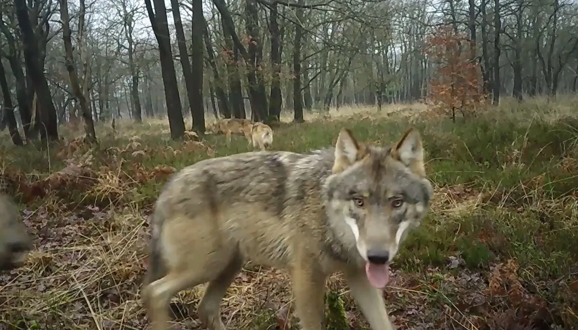 VIDEO: Zeldzame beelden tonen florerende wolvenroedel op de Veluwe