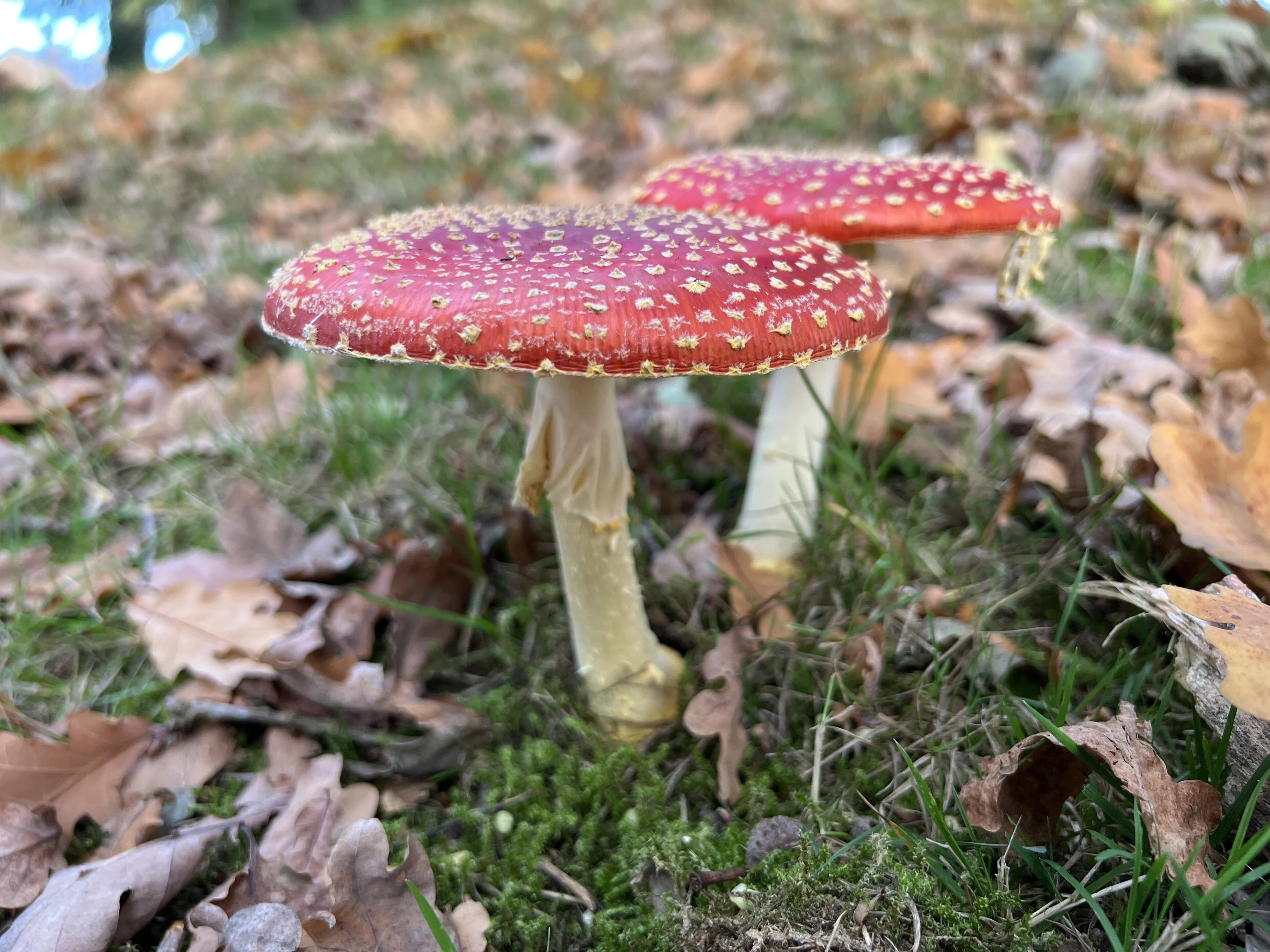 Welke paddenstoelen kun je eten, en welke niet?