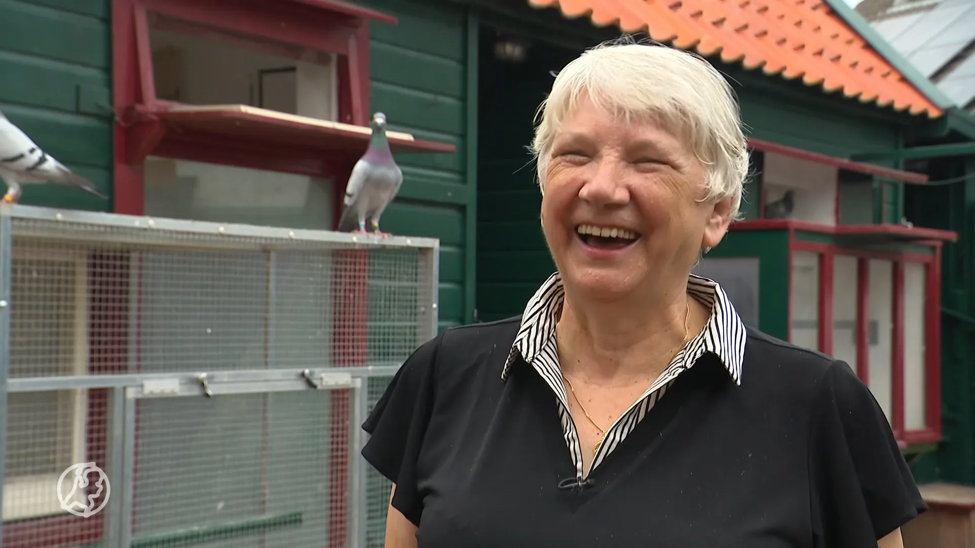 Jannie (72) en haar duiven zijn wereldwijd een sensatie op YouTube