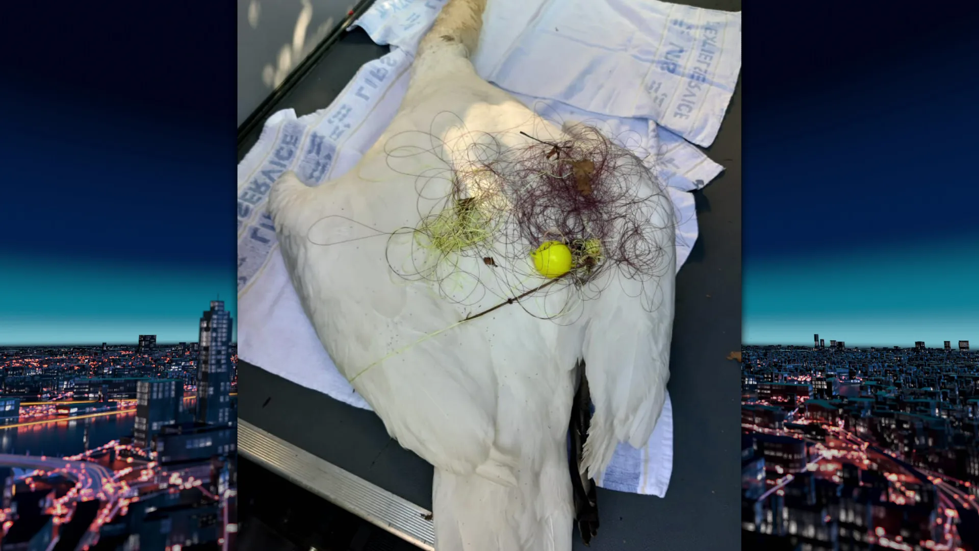 Coronahobby heeft ook keerzijde: vogels steeds vaker de dupe door achtergelaten visgerei